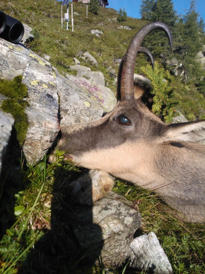 Kamzík z Böcksteinu