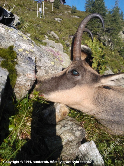 Kamzík z Böcksteinu