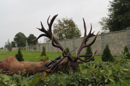 Kapitálny jeleň z Maďarska