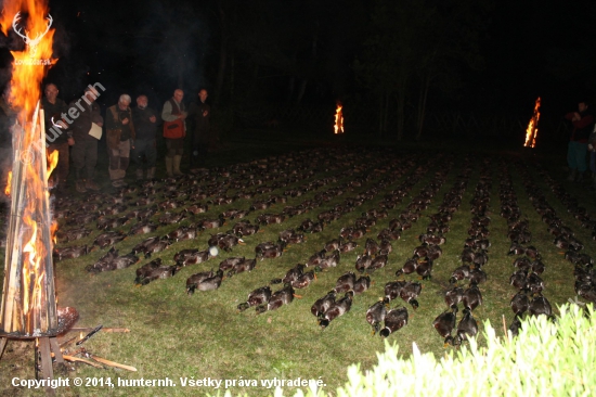 Poľovačka na kačice v Maďarsku