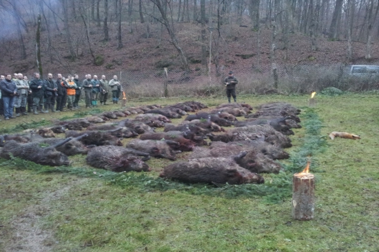 Spoločná poľovačka na diviaky Segíňov, 14.12.2014