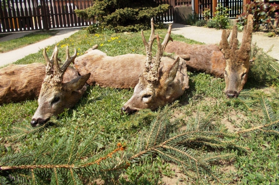 Večerná vychádzka