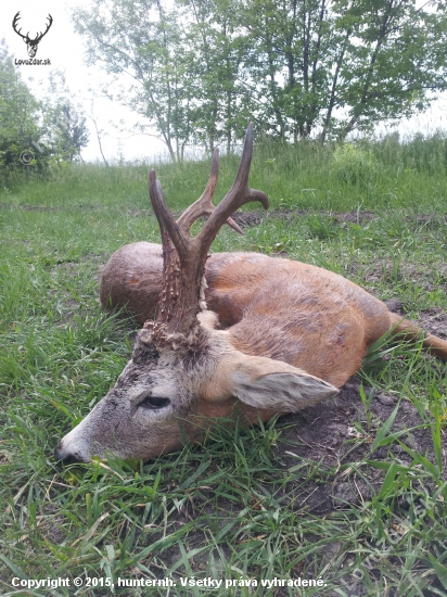 Kulminujúce parožie