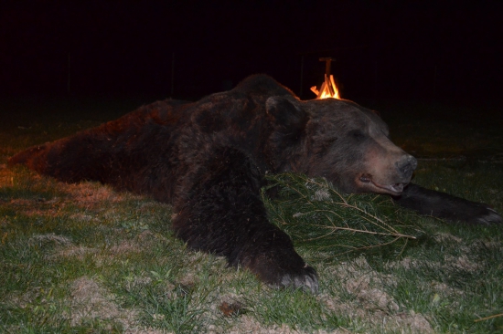 Kapitálny medveď z Rumunska