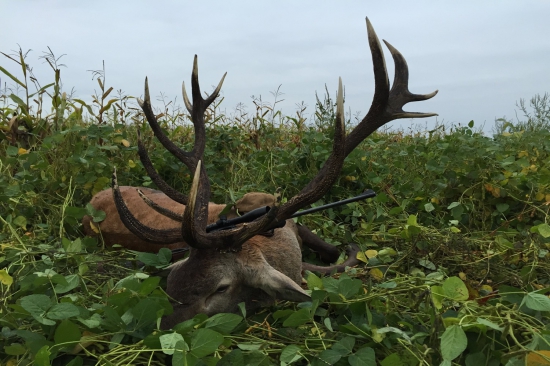 Striebro z maďarska