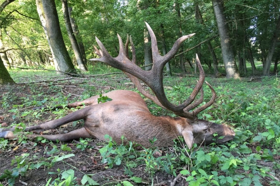 Jeleň z ostrova Veránka (Gemenc)