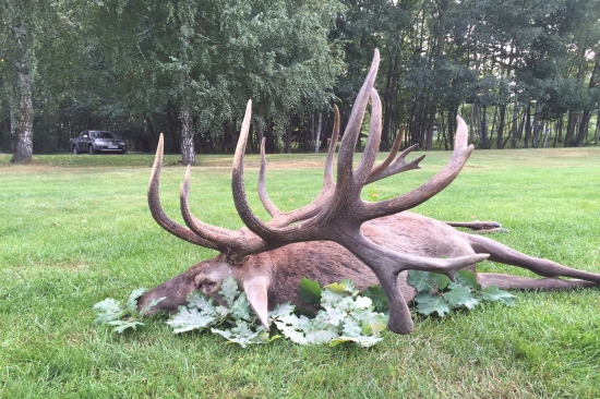 Kapitálny jeleň z Gúthu