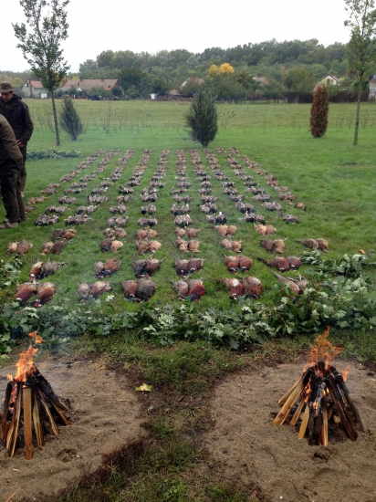 Poľovačka na bažanty a kačice