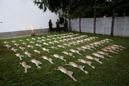 Poľovačka na zajace v Maďarsku