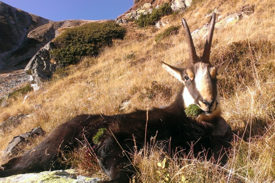 Kapitálny cap z Rumunska