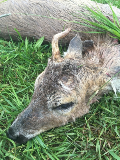 Starček z Maďarska