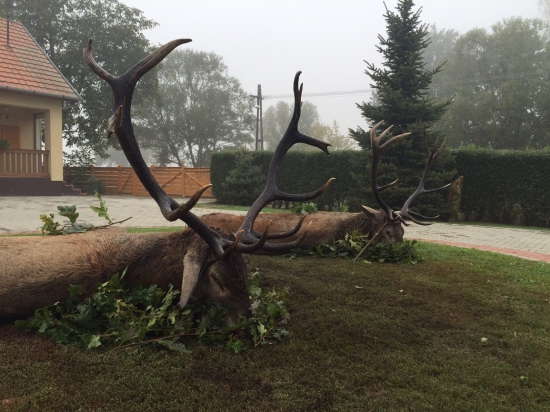 Karpaťáky z východného Maďarska