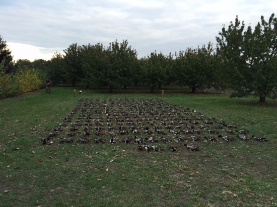 Poľovačka na kačice