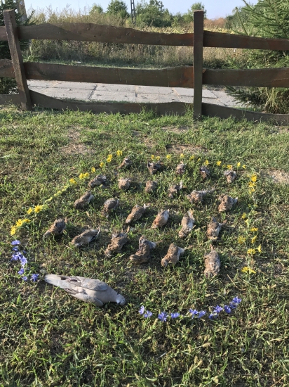 Prepeličky - Rumunsko