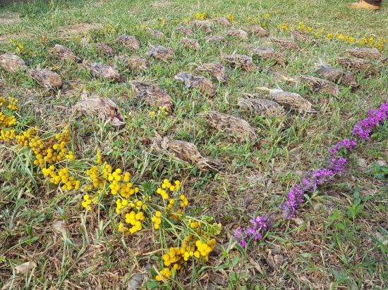 Prepelice (Rumunsko)