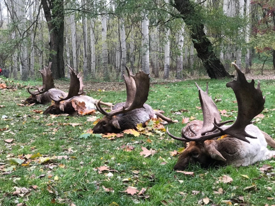 Gúth vydal svojich fešákov