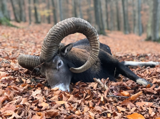 Víkendový baran