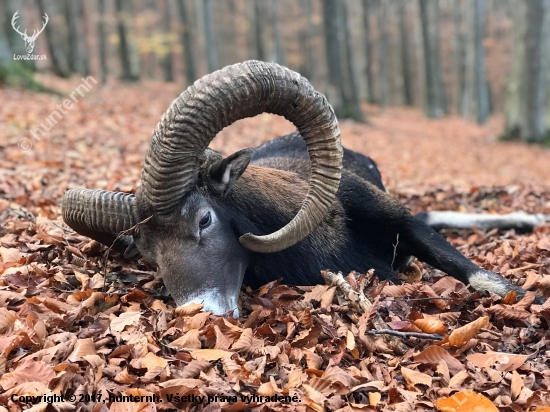 Víkendový baran