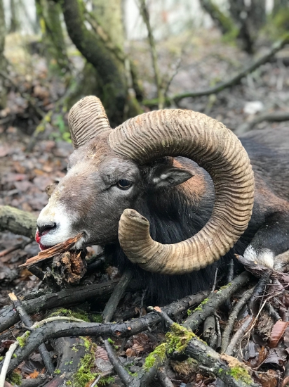 Muflónik