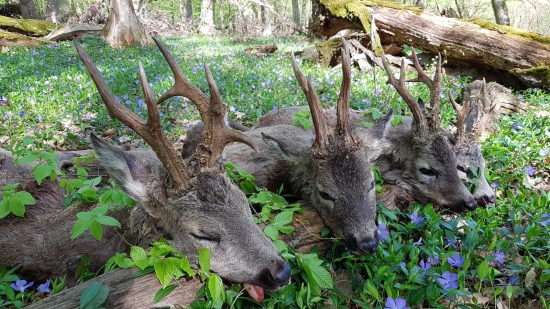 Kvarteto z iného rána