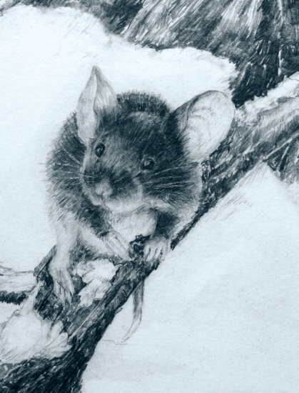 Nadejne chovny-Detail