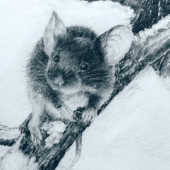 Nadejne chovny-Detail