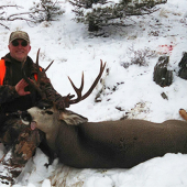 Mule Deer