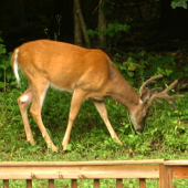 Dnes rano na dvore:)))))