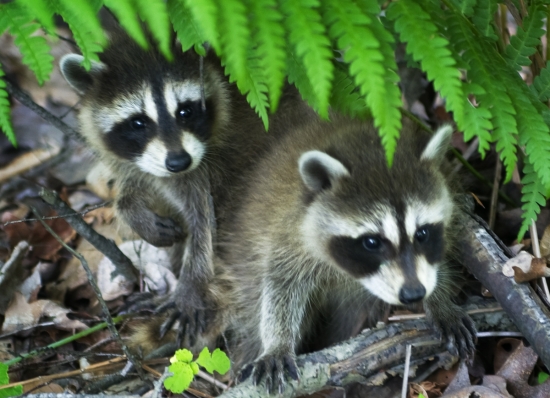 Racoon-(Medvedik Cistotny ?)