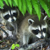 Racoon-(Medvedik Cistotny ?)