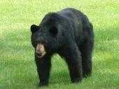 Medved Cierny(1)
