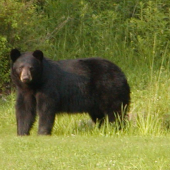 este jeden....tiez adrenalin....