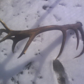 kamarátov 20-toráčik