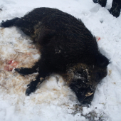 Ockov krasny kanec :))