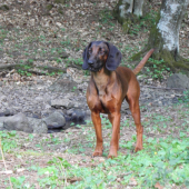 Frida Zlata Bana ...rok  :))