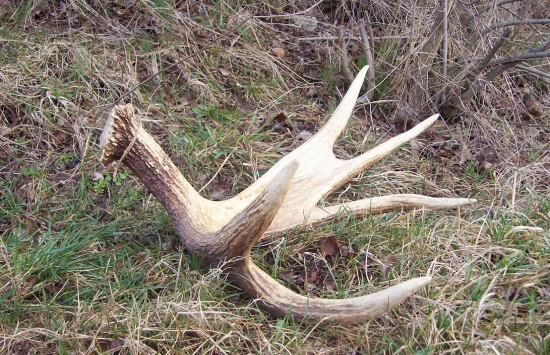 Losí shoz - Šumava