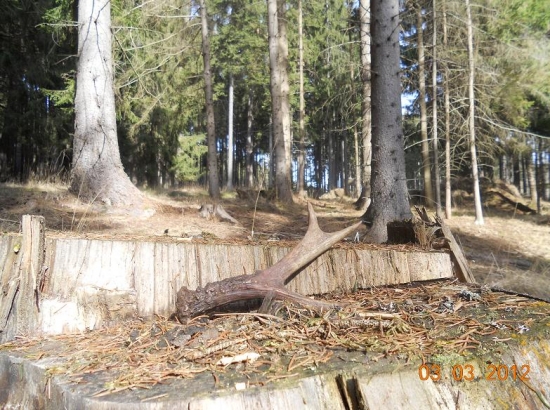 sice není jelení ale i tak potěší ...