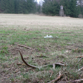 Osmerák