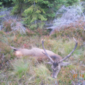 Jelen z letošní říje ...