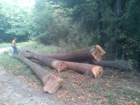 chystanie dreva na chatu ej ale bude ohrievat cez ximu :)