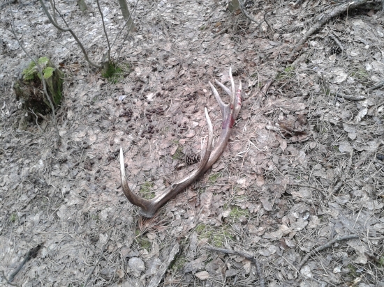 takto lezal.14-torak nadocnik zlomeny.