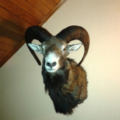 muflon- ID fotky: 190353