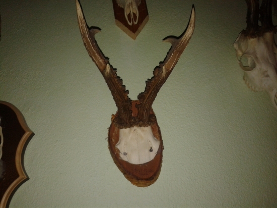 srnec uloveny s cias ked polovnictvo bolo o niecom inom ako dnes ...