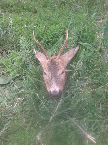narodeninovy srncek :)