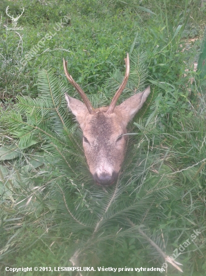 narodeninovy srncek :)