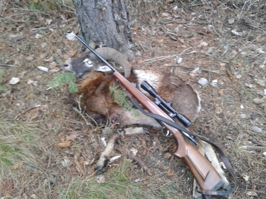 muflon-sanitarny odstrel