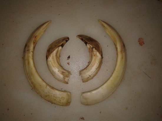 prvy diviak ktoremu sa oplatili vybrat