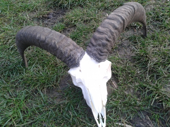 po vybieleni id:226445