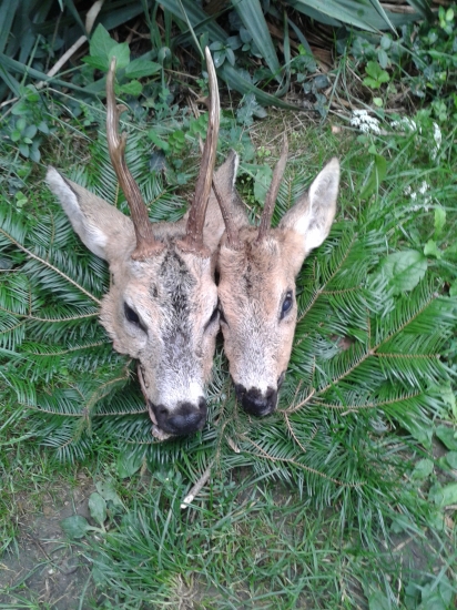 starsi panko s mladym pankom :)