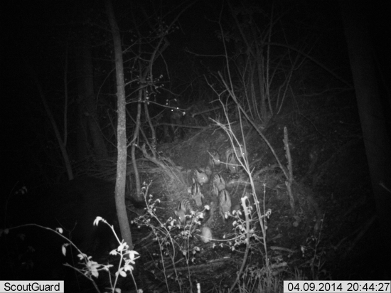 doslasami pochvalit s novym psirastkom